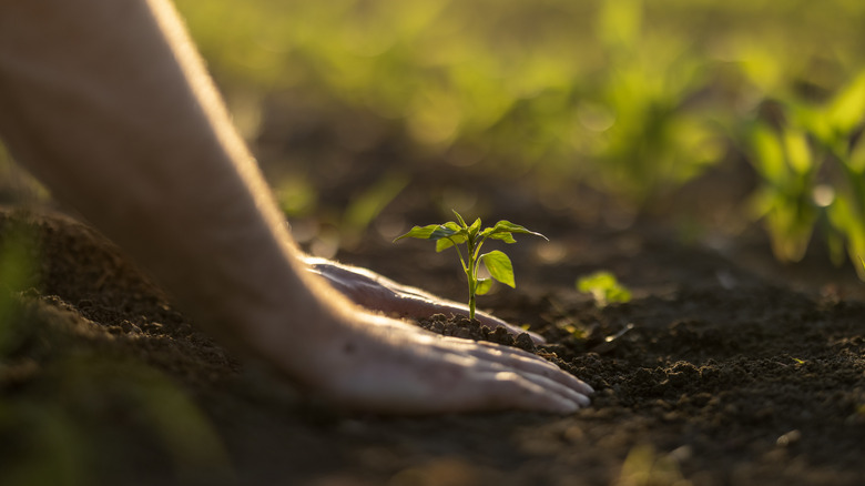 Plant this breathtaking tree now and enjoy endless sunrise vibes all spring