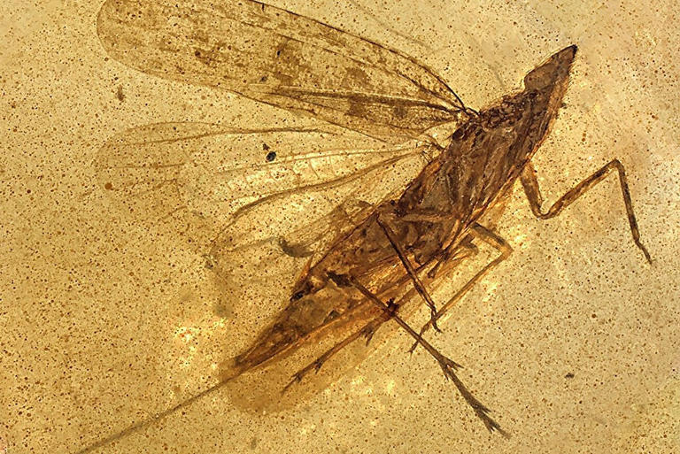 New dinosaur-era insect found trapped in tree resin