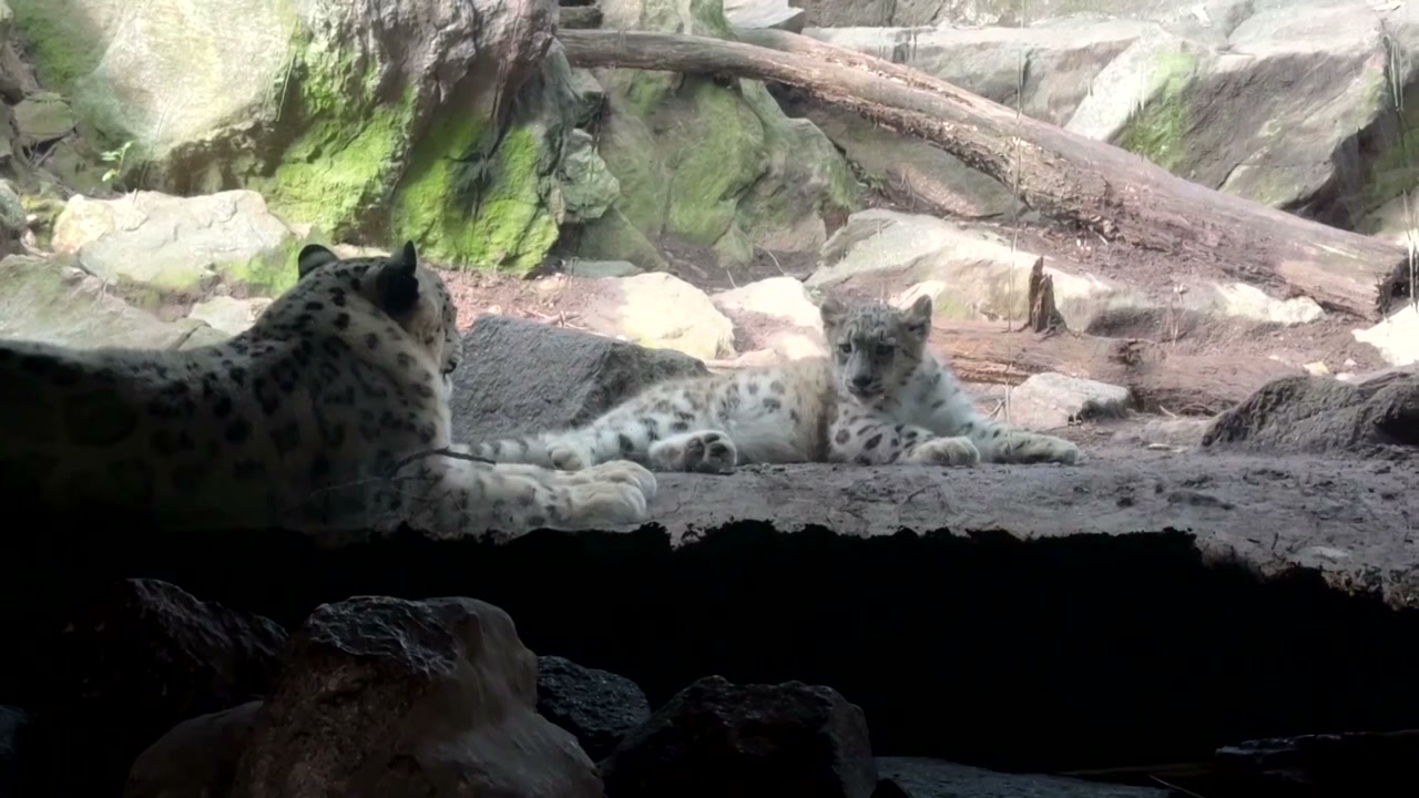 Meet 'Sarka,' the Bronx Zoo's four-month-old snow leopard cub