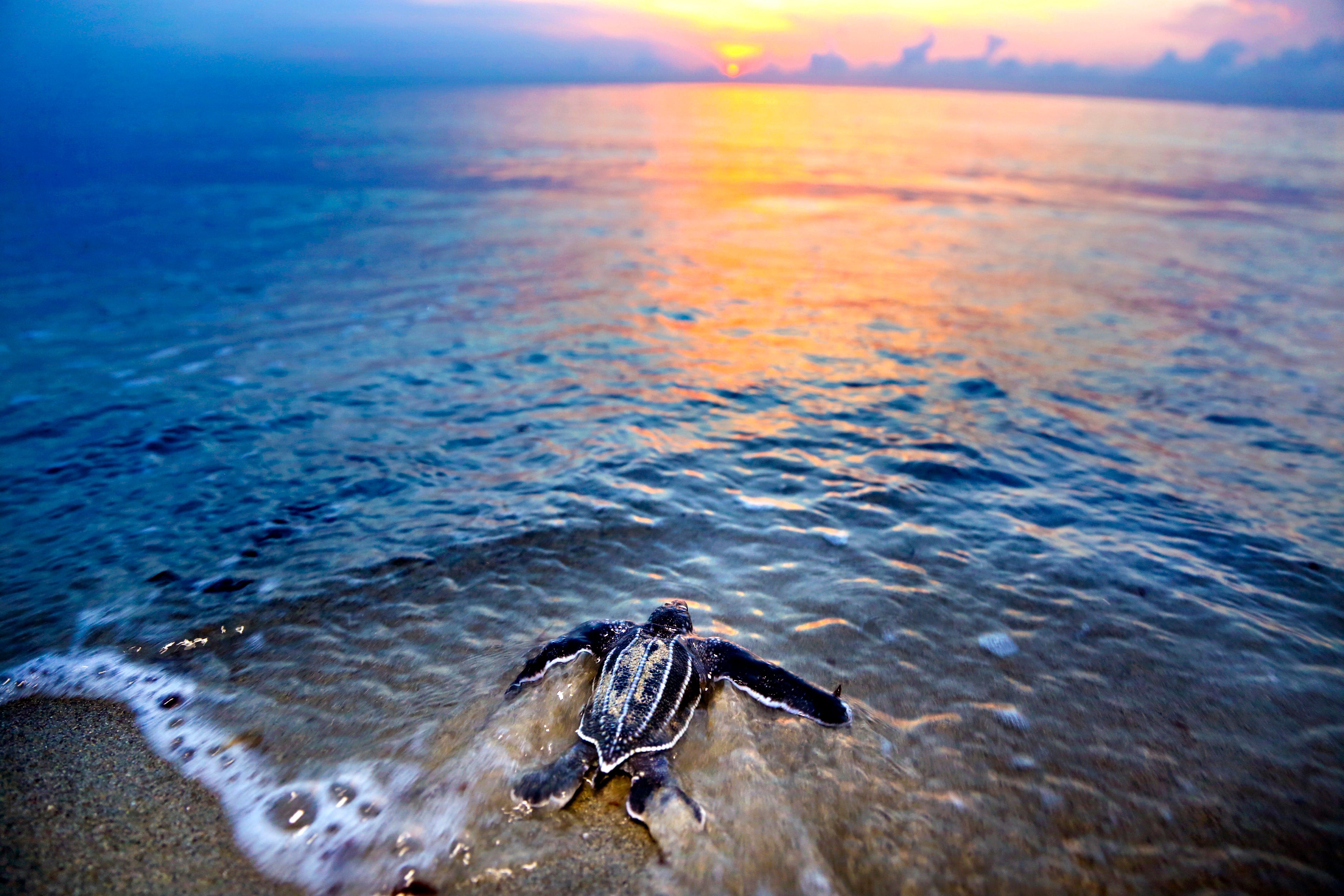 King tides wash out some sea turtle nests in Jupiter, Juno Beach