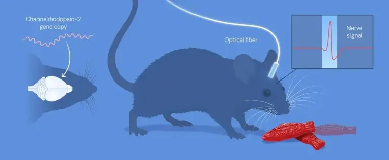 Nobel Prize in medicine 2026: How 3 scientists used light to switch ...