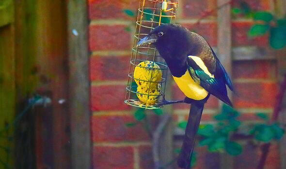 Magpies will stop taking over bird feeders if you place 1 simple object ...