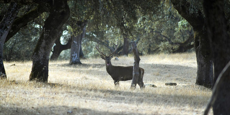 10 places to witness the deer rut in Spain this autumn