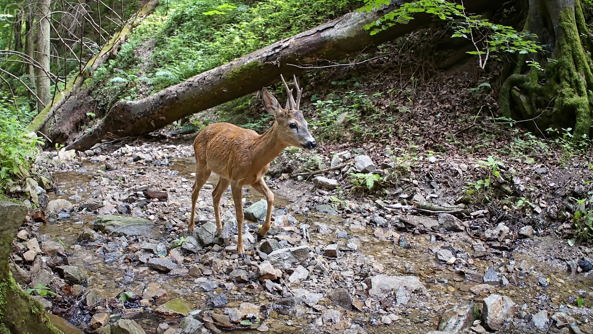 Corço atravessa um leito rochoso de riacho em imagens de câmera-trap