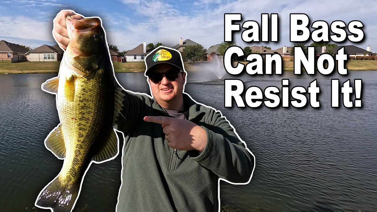 Fall bass fishing in Texas ponds: the October bite