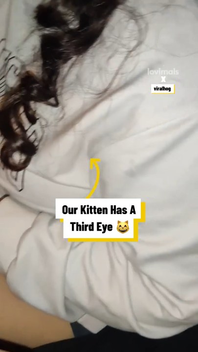 My kitten was born with a third eye