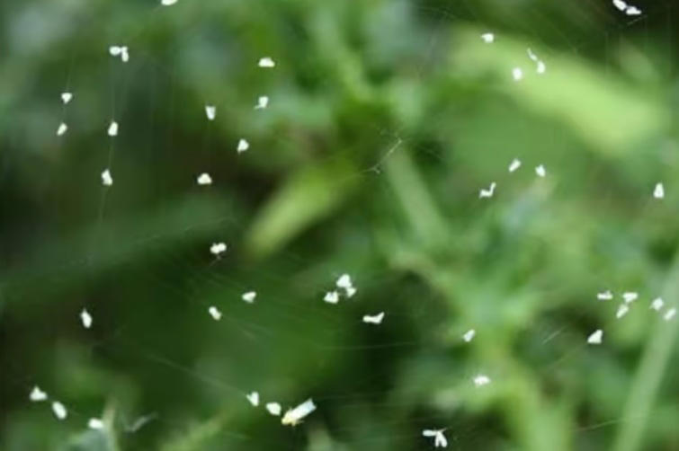 Tiny white flies swarm across Doncaster - this is what they are and ...
