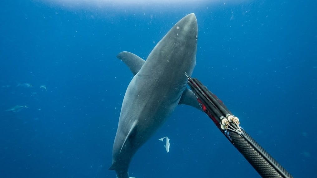 A tiger shark takes a diver’s camera and swims away with it