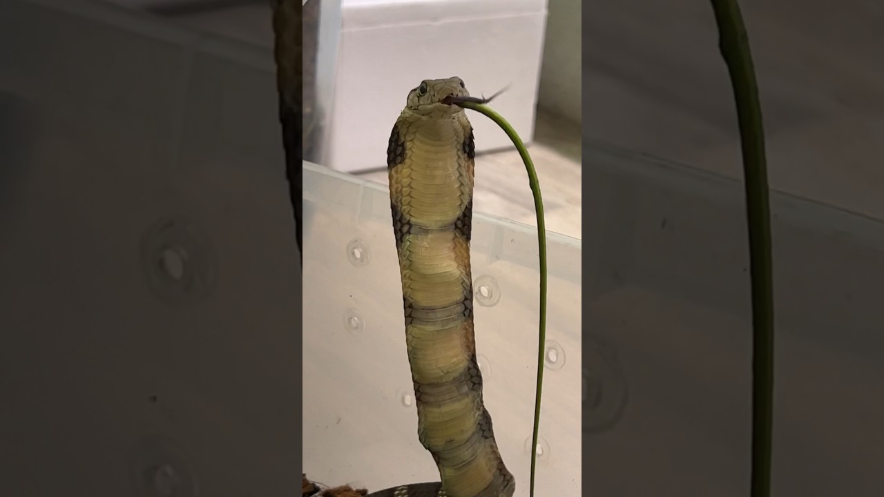 Hungry king cobra!