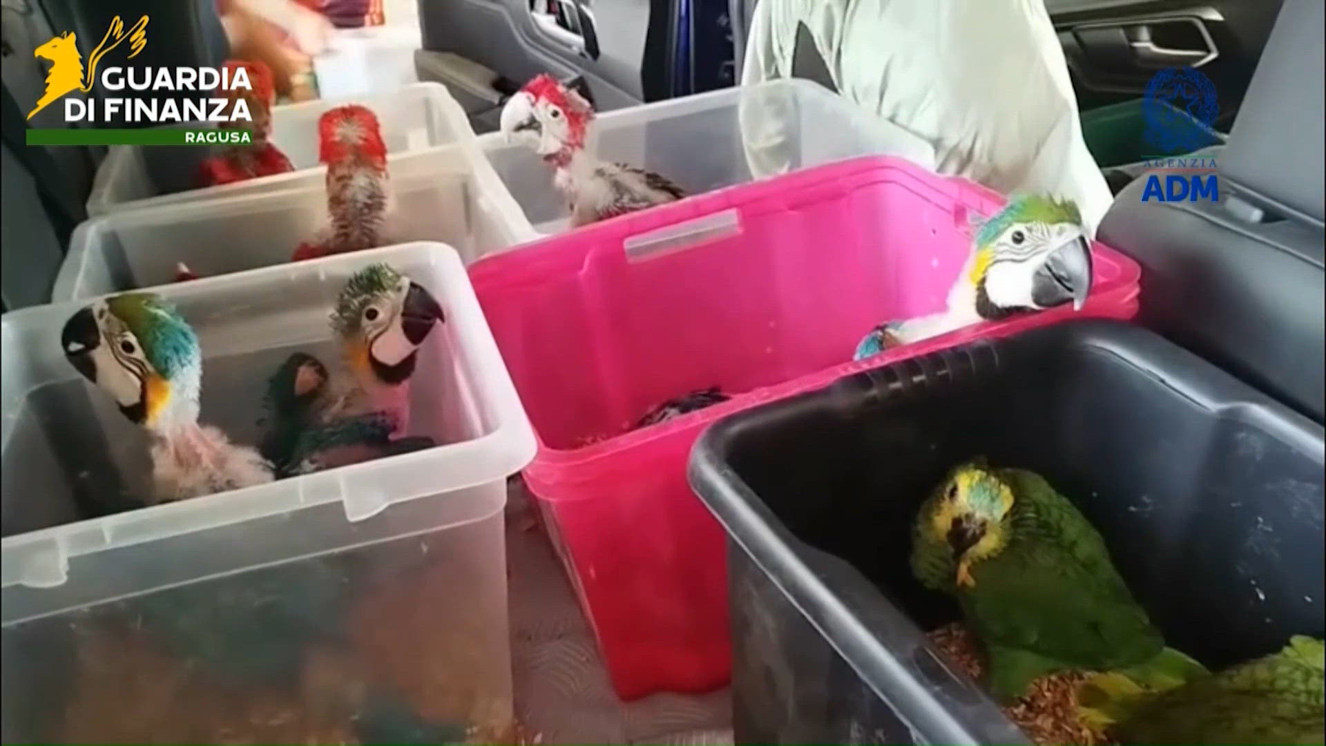 Police seize more than 300 exotic animals from port in Sicily, Italy