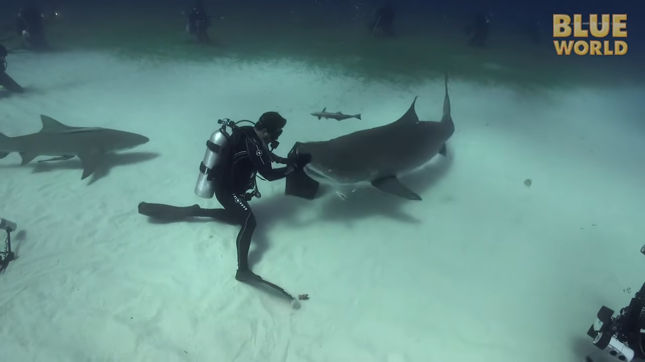 These tiger sharks were powerful enough to kill a diver - yet around ...