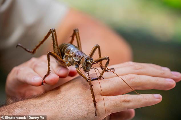 World's heaviest insect makes astonishing comeback after ...