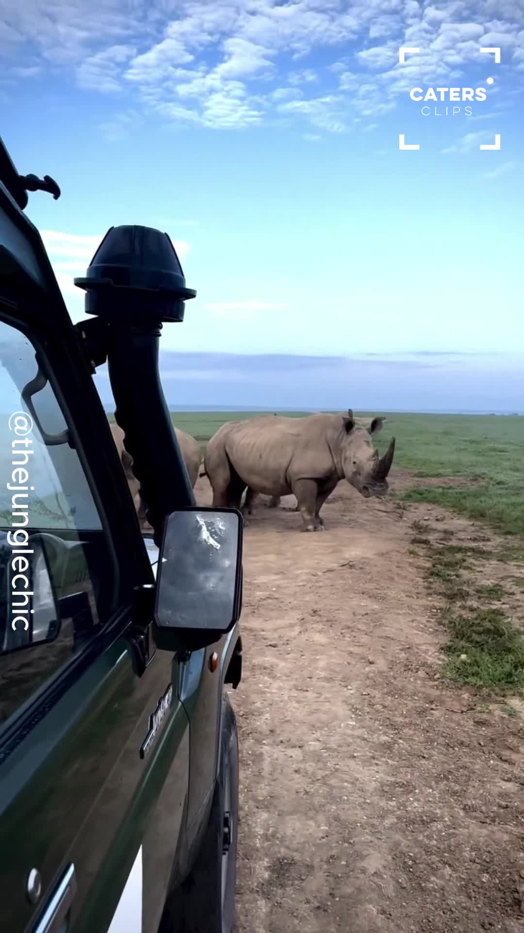 Safari tourists get uncomfortably close to wild animals