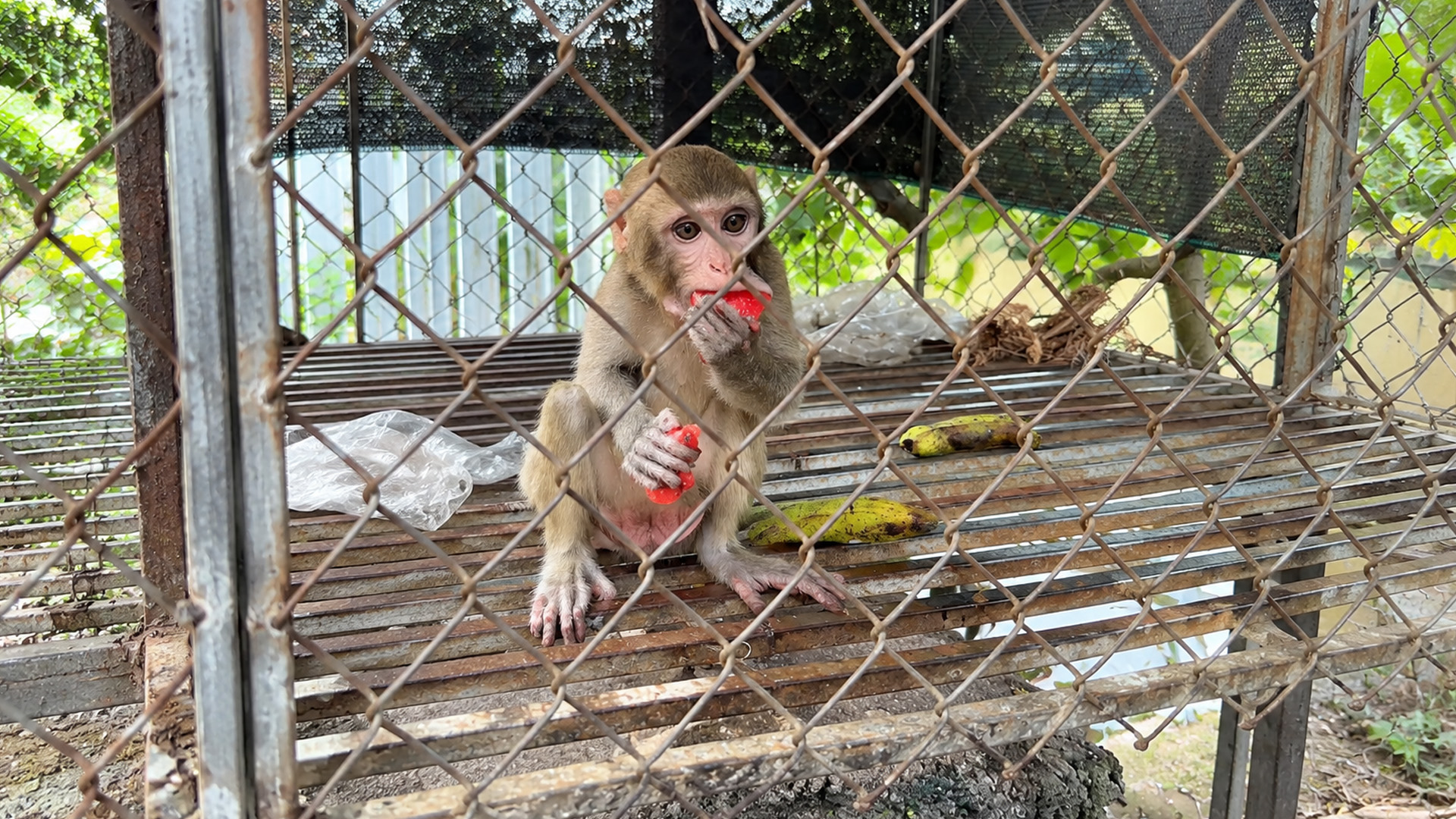 Young monkey holds two red treats during feeding time