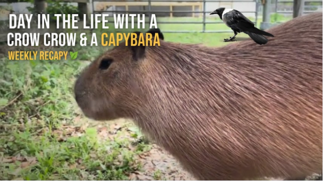 A week of unexpected adventures with our crow and capybara