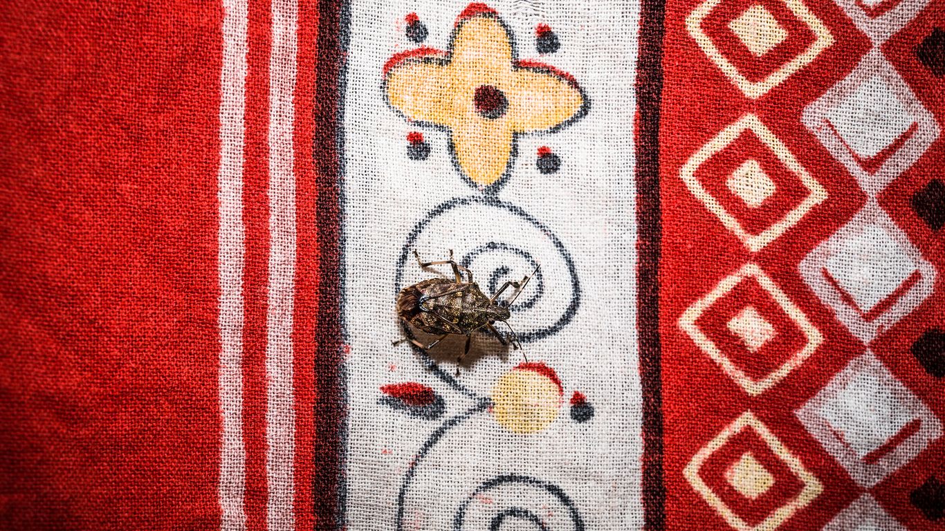 More stink bugs are invading Virginia homes this fall
