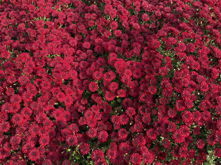 Don’t waste money replacing your mums every fall—this stunning purple ...