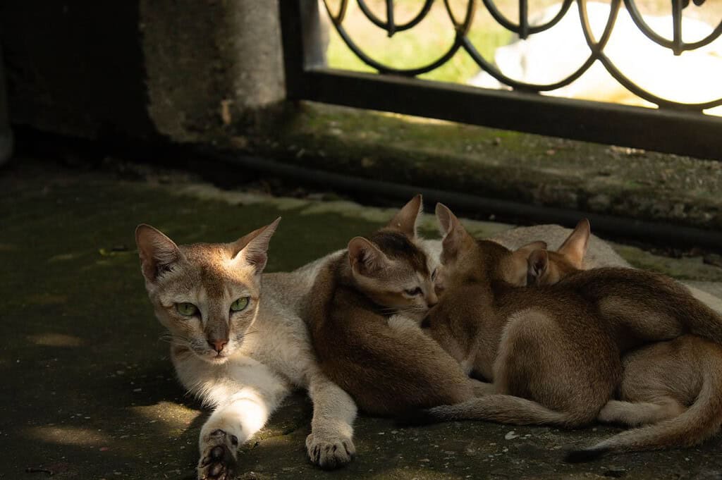 Countries with more cats are happier and somehow have less toxoplasmosis