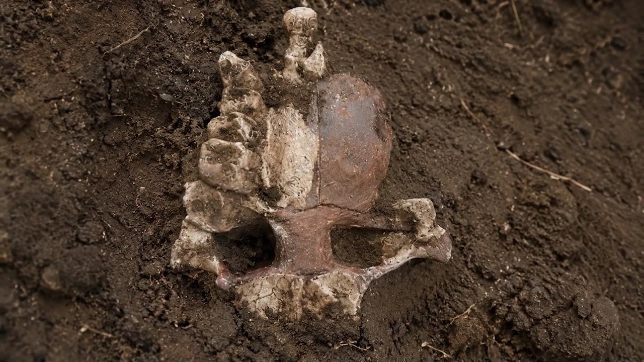 Not 60 bones - 60 mammoths - Ice Age hunters built a giant structure ...