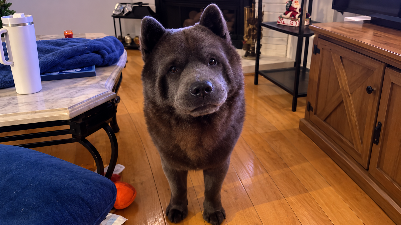 Life with a chow chow: Funny dog moments, tricks, and daily routines