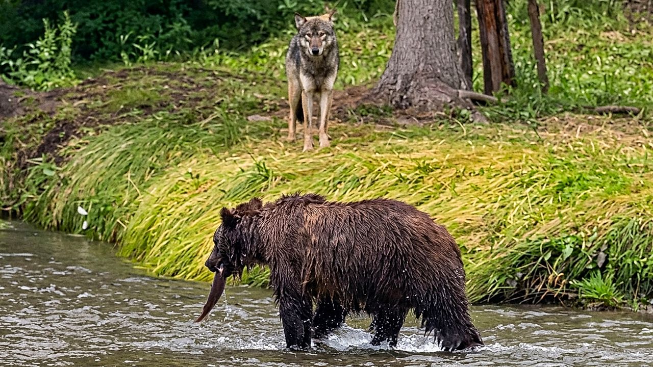 Rare wildlife moment as wolves watch grizzly bear catch fish in Canada