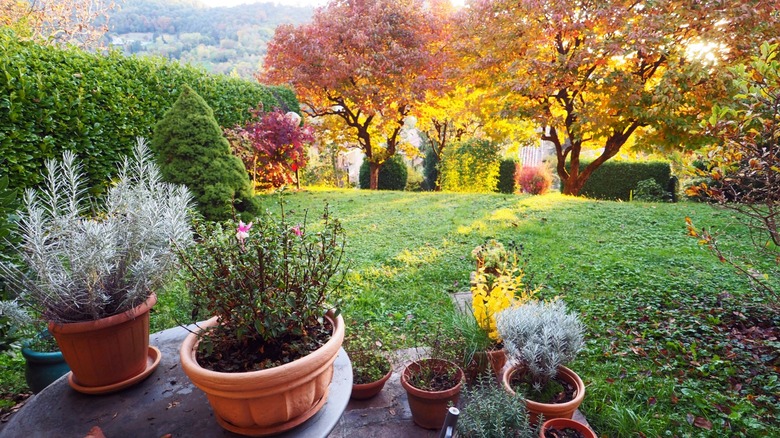 14 herbs that are perfect for planting in the fall for a luscious ...