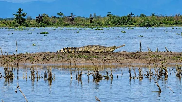 Critically endangered gharial spotted outside protected area in Assam's ...