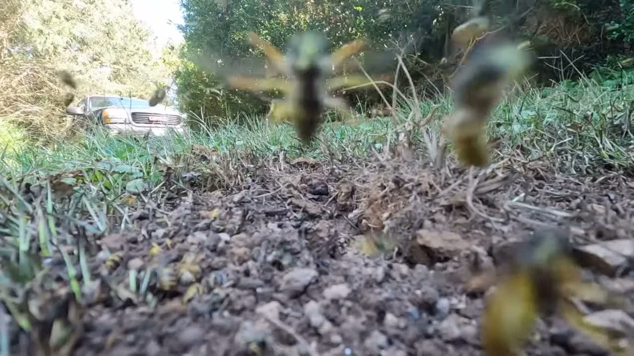He stomped beside an underground yellow jacket nest. They left stingers ...
