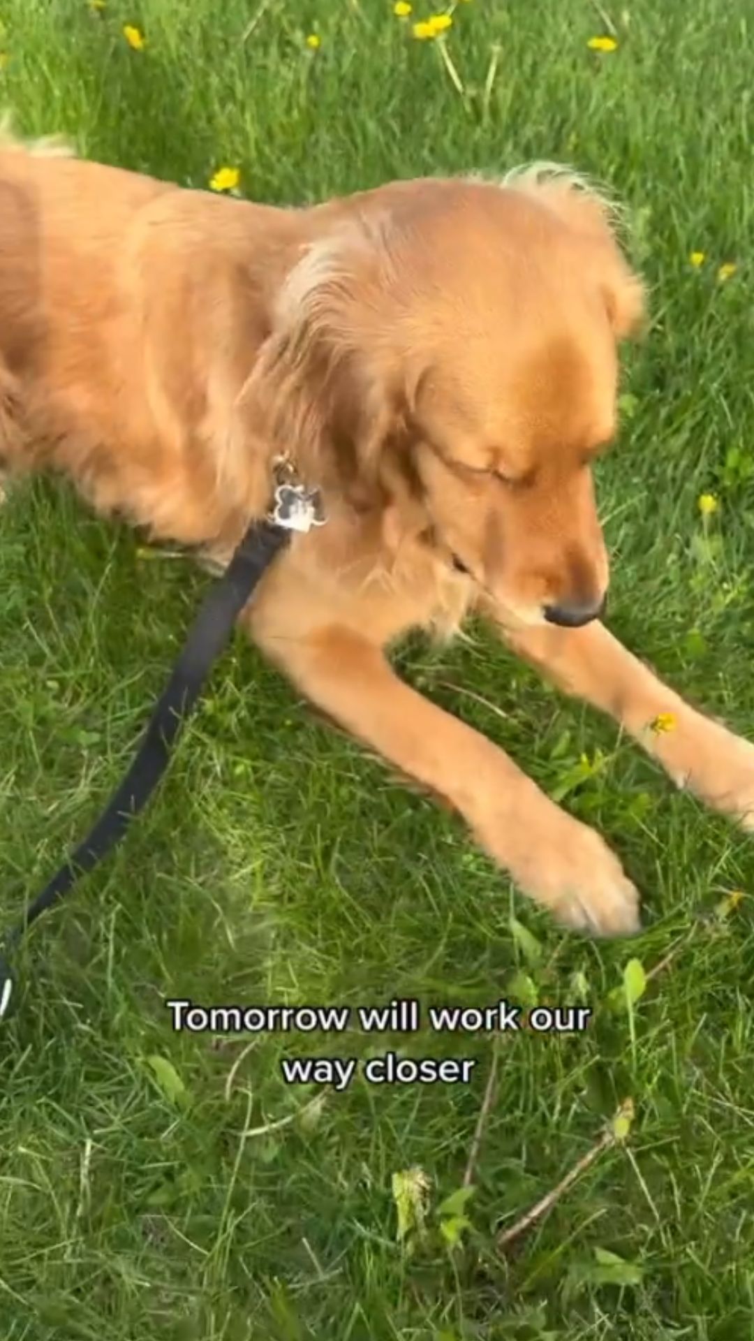 Why some dogs bark at people passing their home