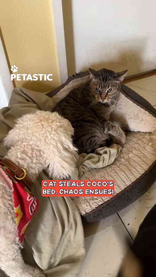 Cat takes over cockapoo's bed and sparks a hilarious pet fight