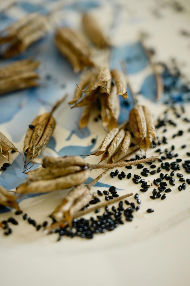 Easy guide to collecting seeds