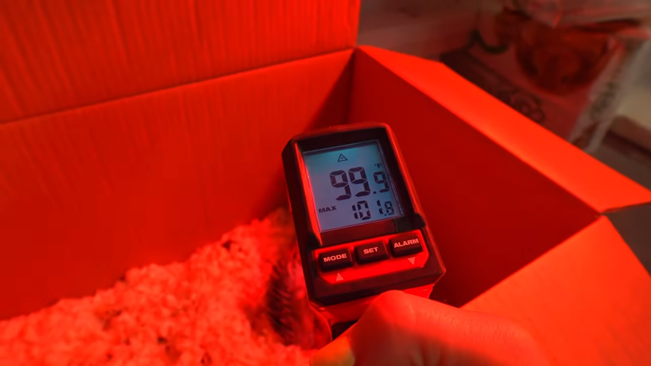 Their baby bird’s incubator exploded - and he was still inside