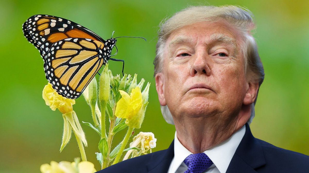 Why Endangered Species Act protections for monarch butterflies are in ...