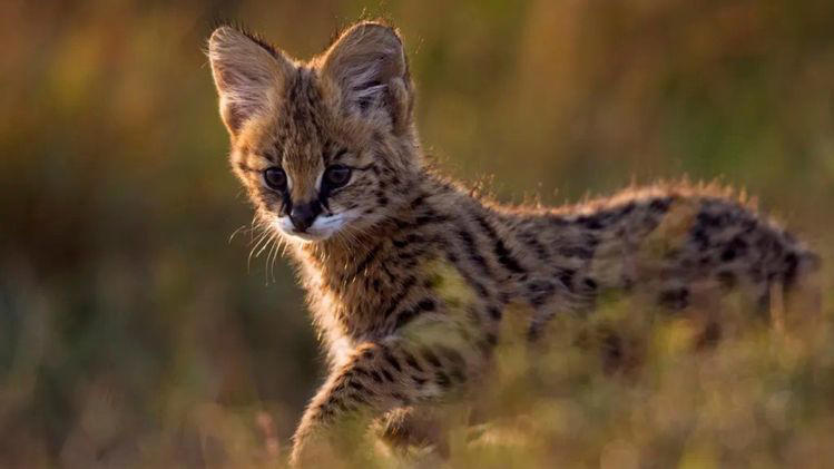 Meghalaya deploys 161 camera traps to map elusive small cats, mammals