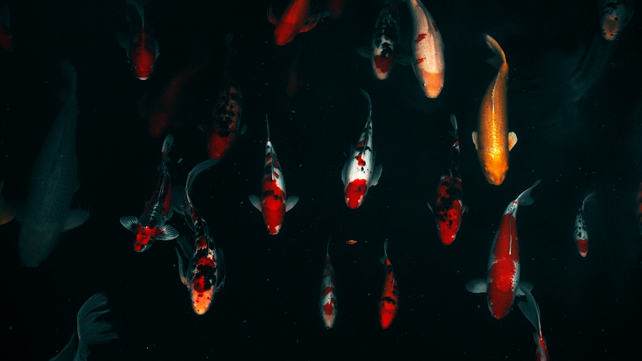 I filmed rare footage of these incredible fish