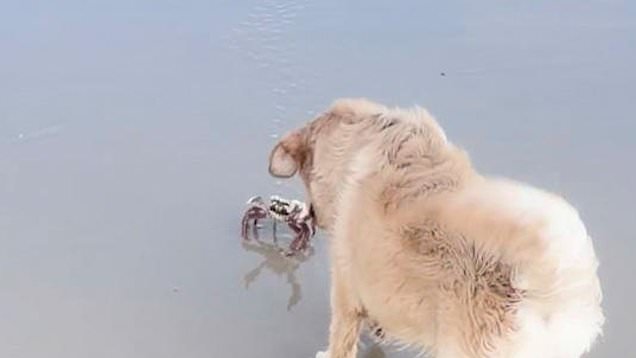 Curious dog gets too close to crab