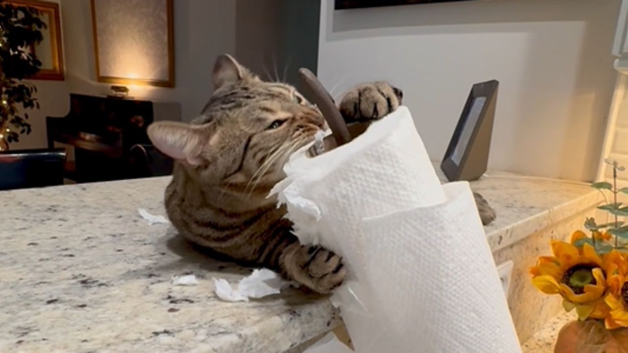Playful kitten battles a household tissue roll