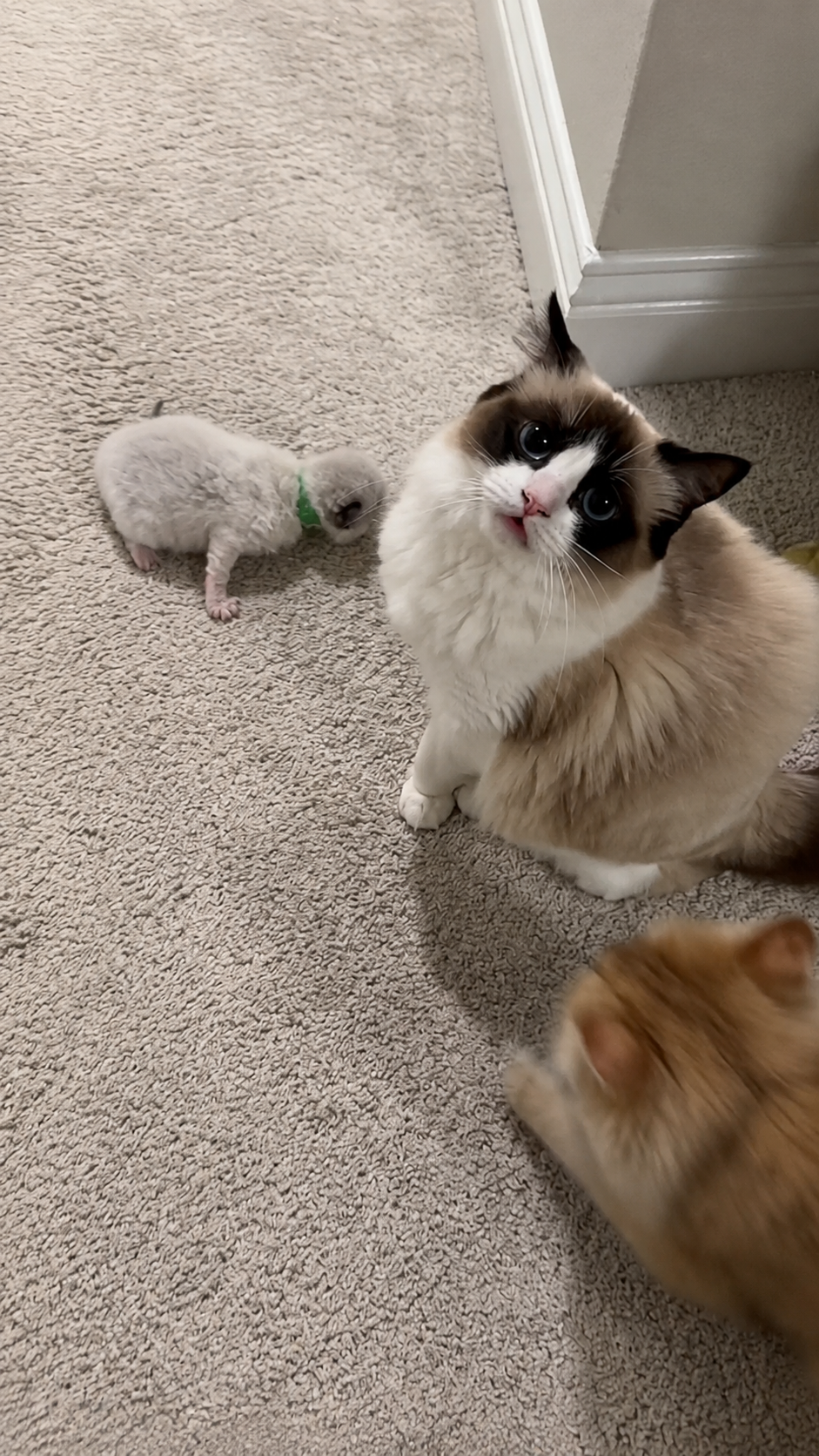 Cat brings home a kitten in late-night surprise