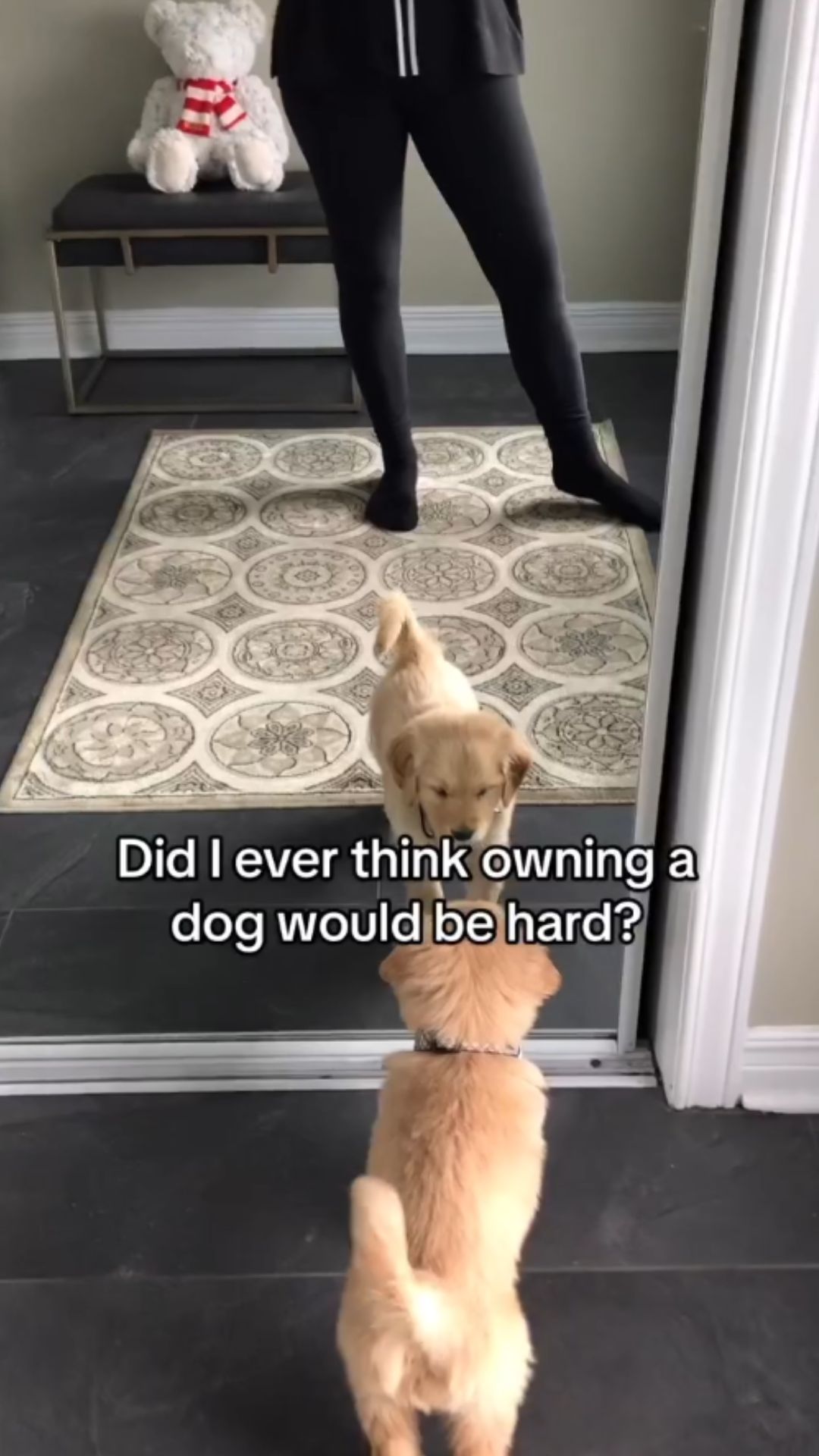The everyday challenges of living with a reactive dog
