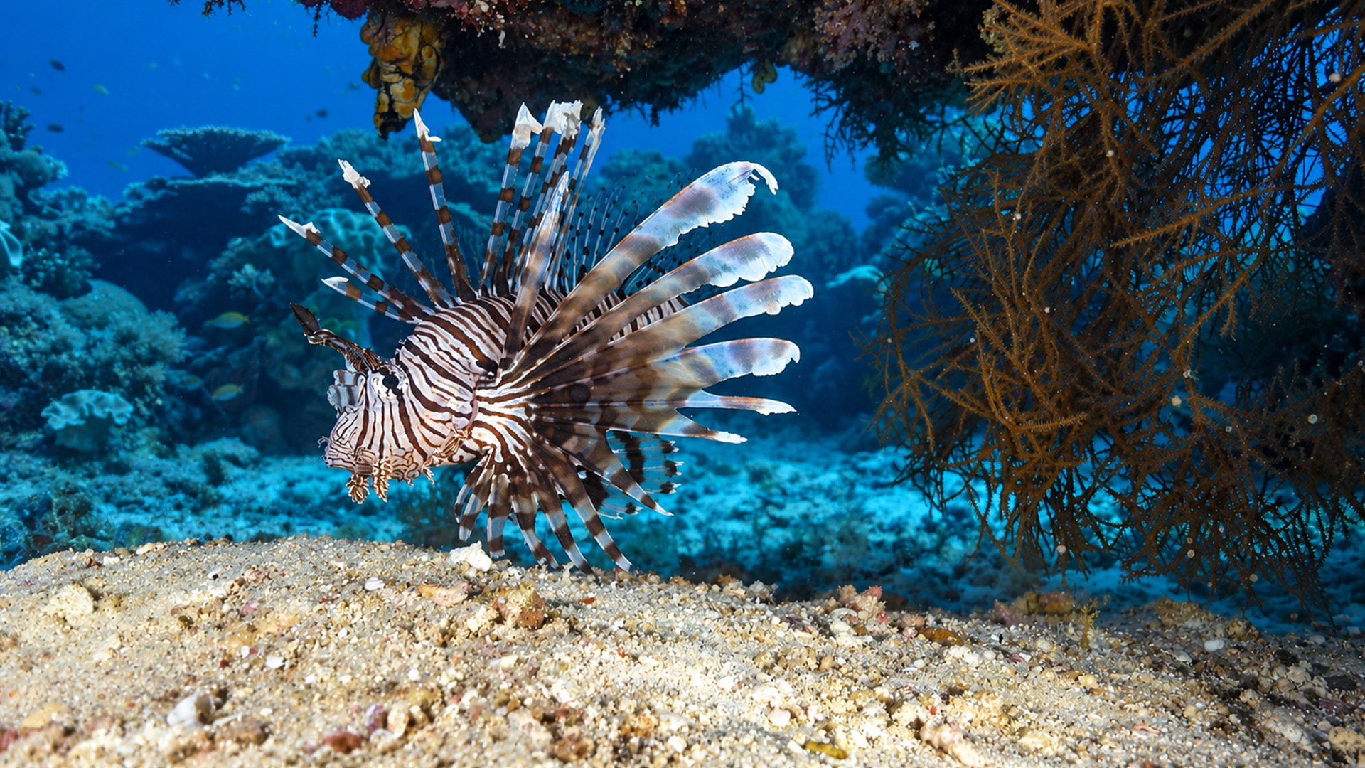 Indonesia’s coral reef filled with marine life