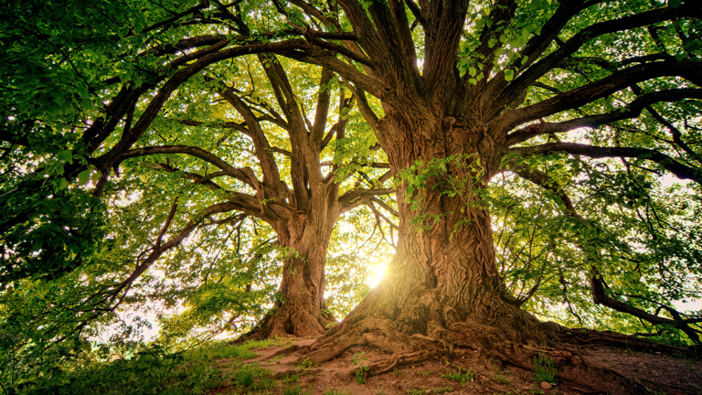 97% of strangler figs in Indonesia grew on burned ground, aiding forest ...