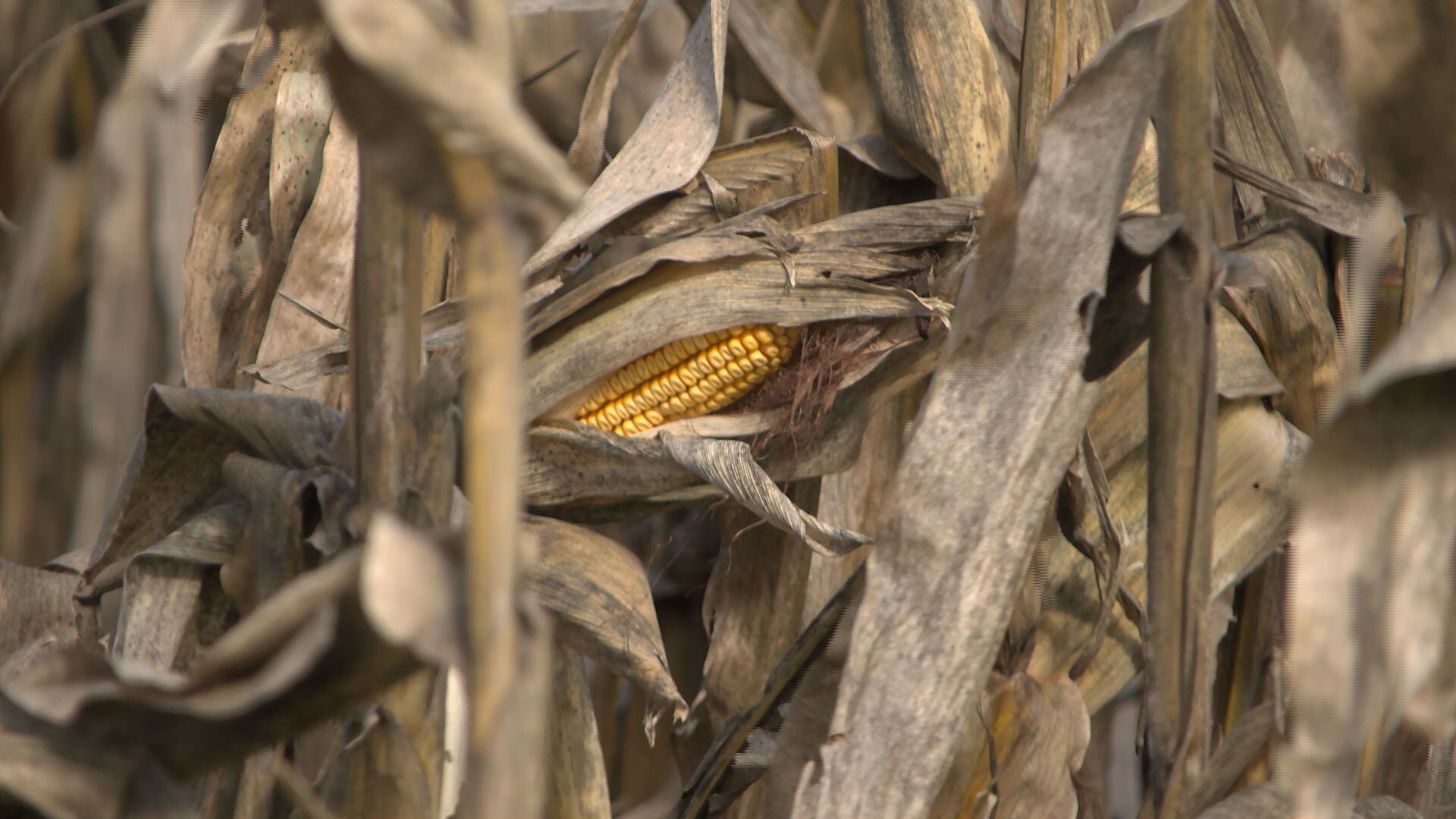 Crop condition dips slightly as Iowa farmers face another wet week