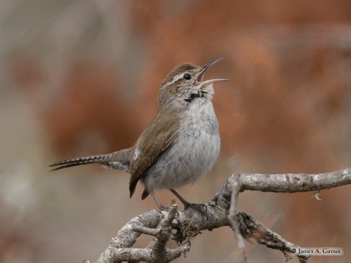 Central Texas’ October bird forecast
