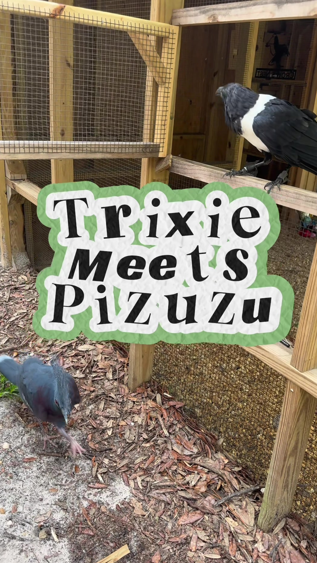 What happens when Trixie the crow tests a crowned pigeon