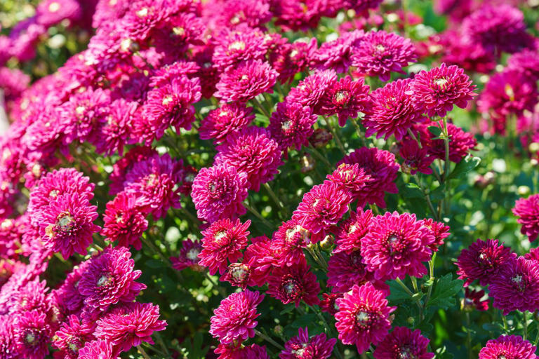 Don’t waste money replacing your mums every fall—this stunning purple ...