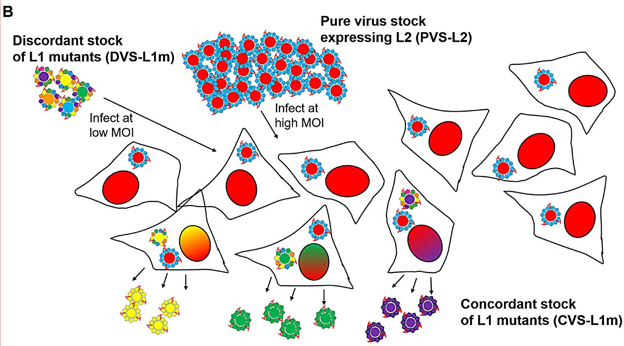 New HPV selection method could help develop more stable, easier-to ...
