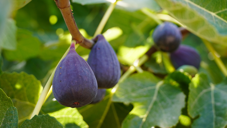 97% of strangler figs in Indonesia grew on burned ground, aiding forest ...