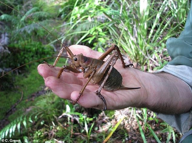 World's heaviest insect makes astonishing comeback after ...