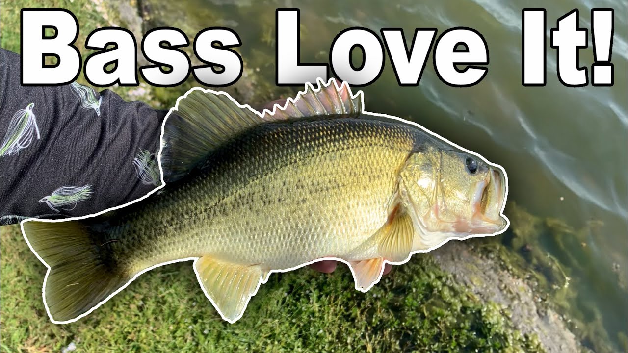 Is this the best lure for fall bass fishing in Texas ponds?