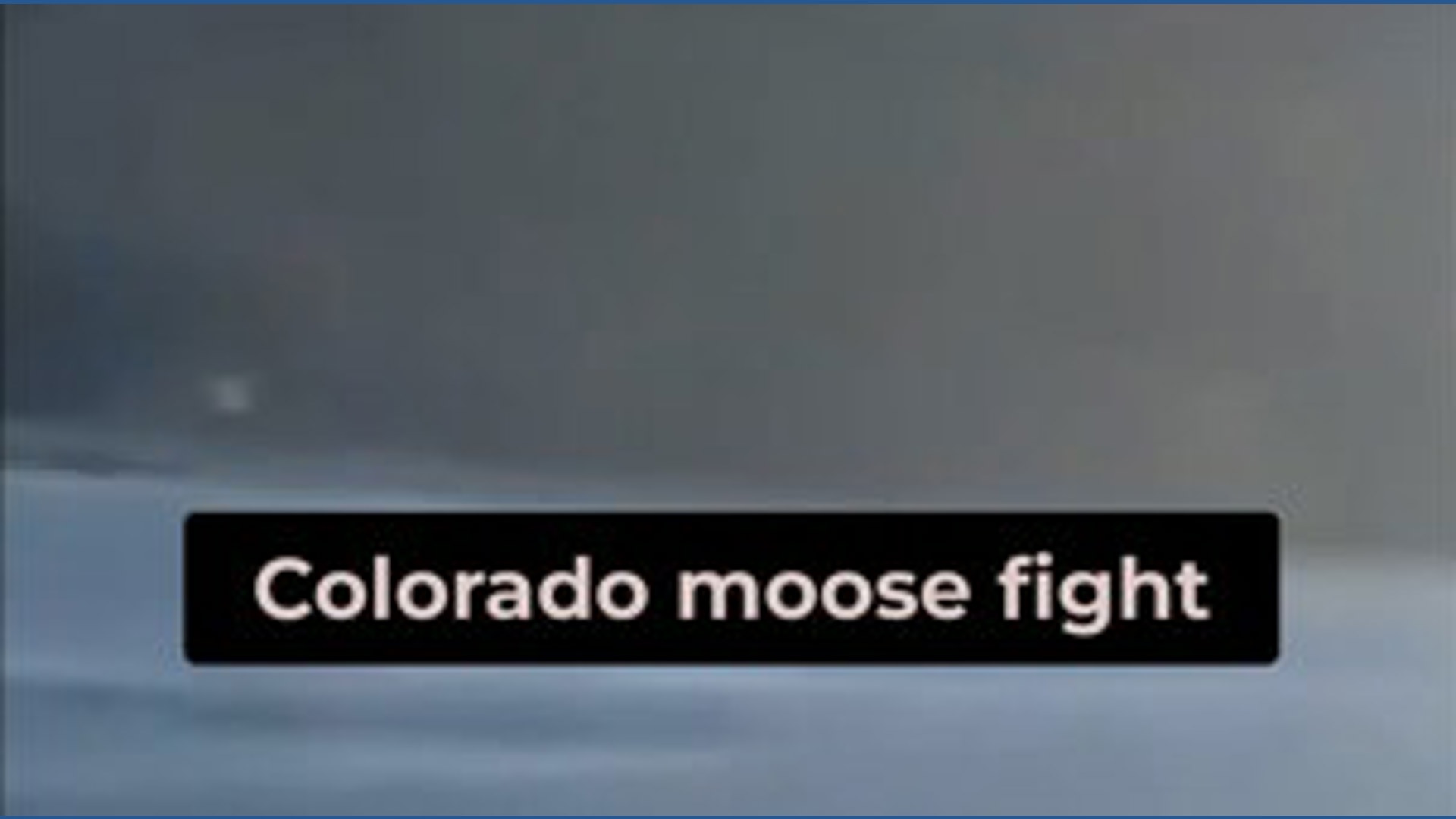 Moose mating season: Keep your distance